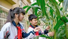 秋季开学起劳动课正式成为中小学的一门独立课程